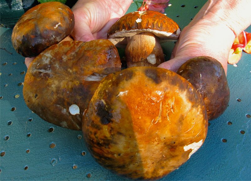 Hands Holding Mushrooms