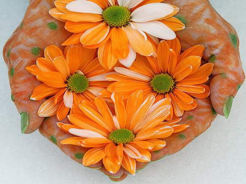 hands holding orange flowers