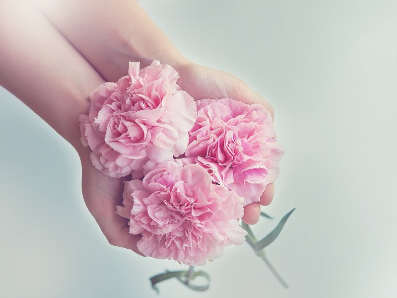 hands holding pink carnations