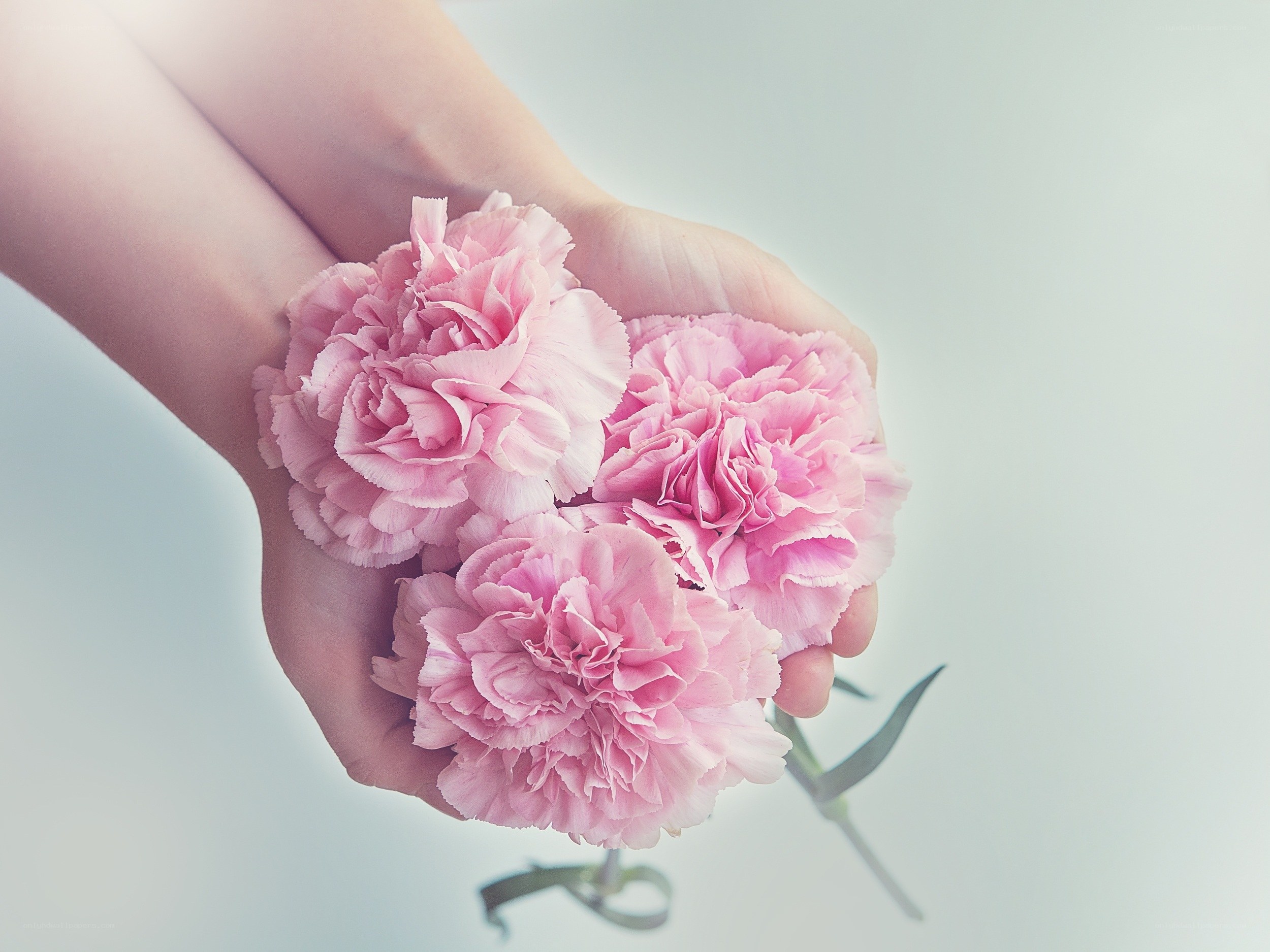 hands holding pink carnations