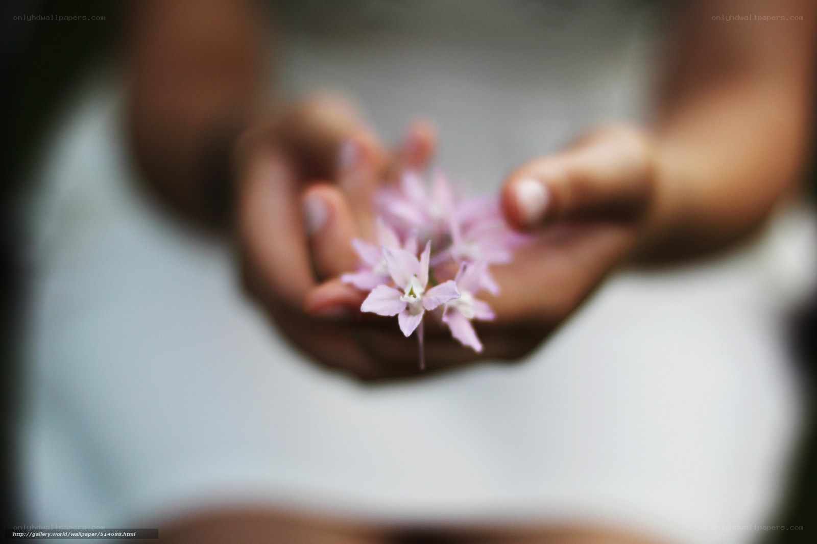 hands holding pink flowers