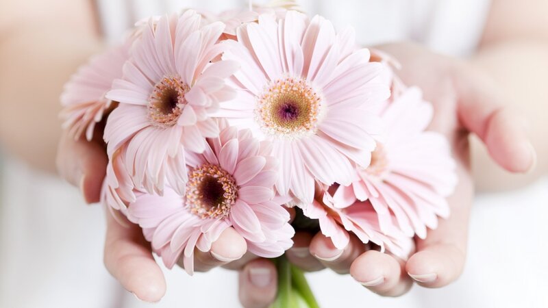 Hands Holding Pink Flowers — Serene, Photograph