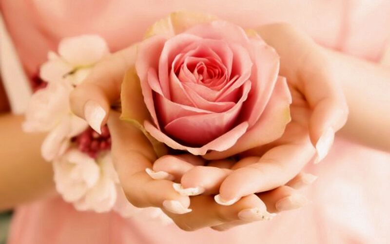 Hands Holding Pink Rose — Serene, Photograph, Nails