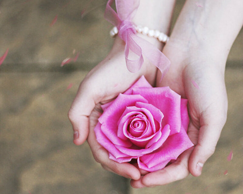 Hands Holding Pink Rose — Serene, Photograph, Pearl Bracelet