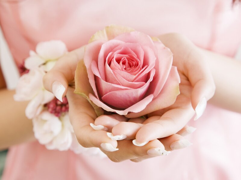 Hands Holding Pink Rose — Serene, Photograph