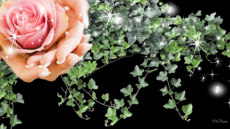 Hands Holding Pink Rose — Serene