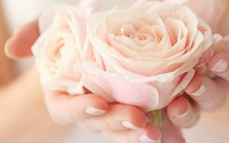 Hands Holding Pink Roses — Serene, Photograph