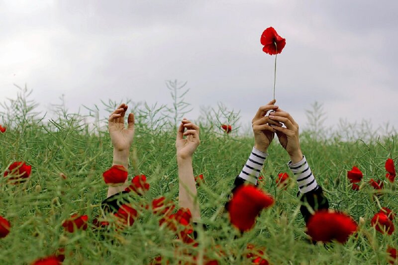 Hands Holding Poppy Flower