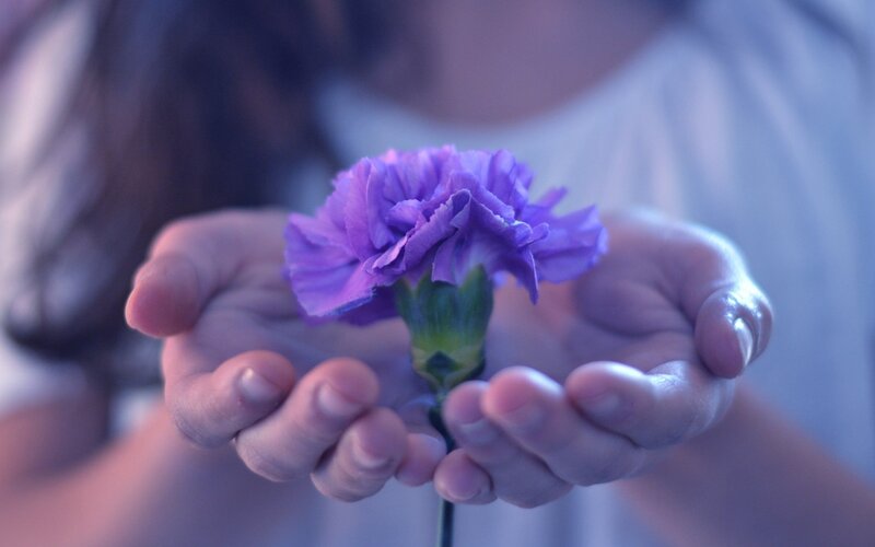 Hands Holding Purple Flower — Calm