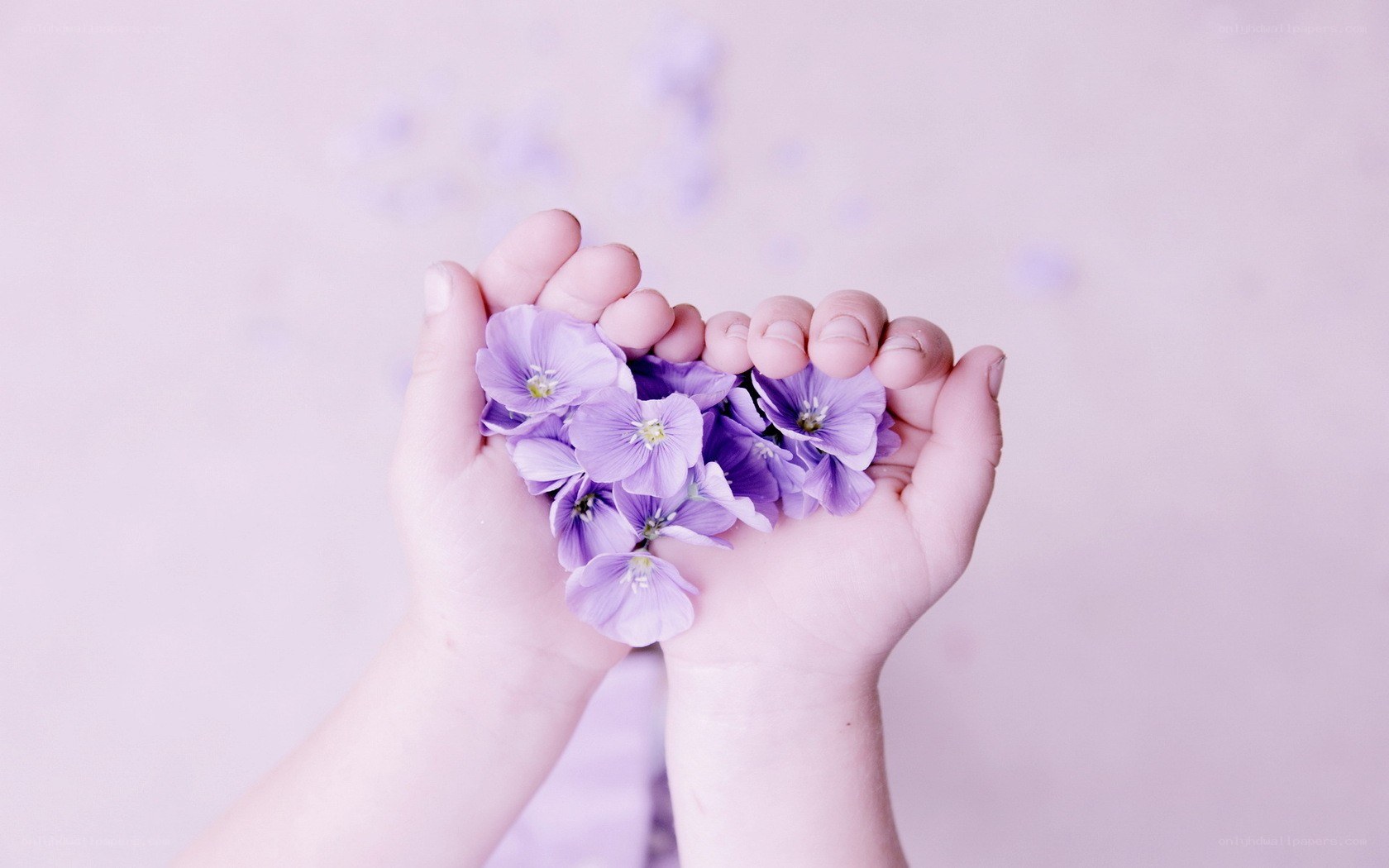 hands holding purple flowers