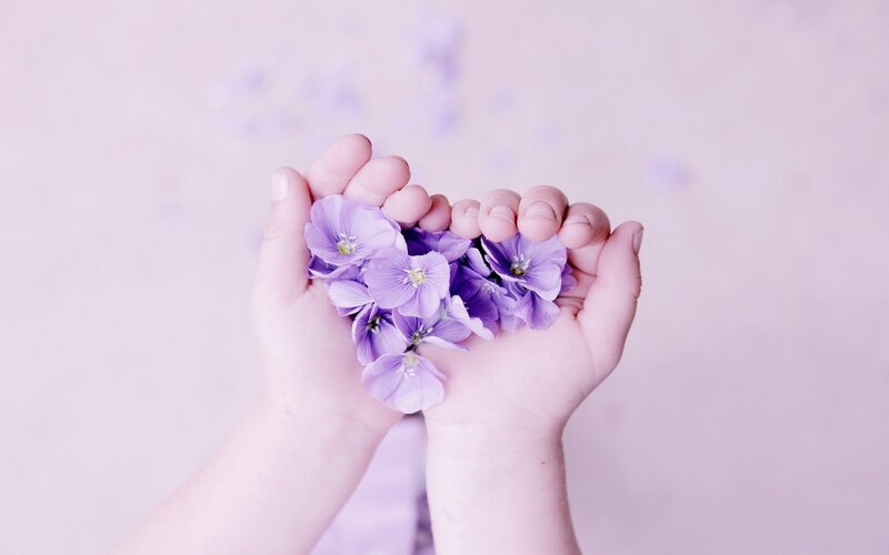 Hands Holding Purple Flowers — Photograph
