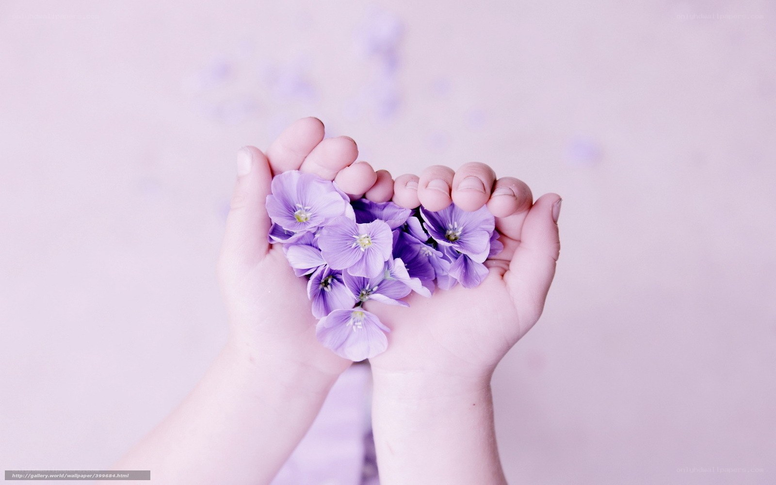 hands holding purple flowers