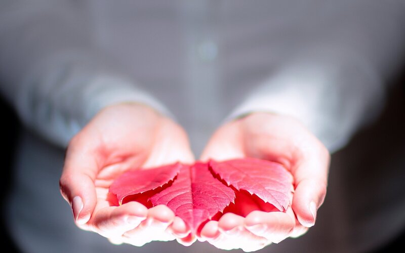Hands Holding Red Leaves — Calm