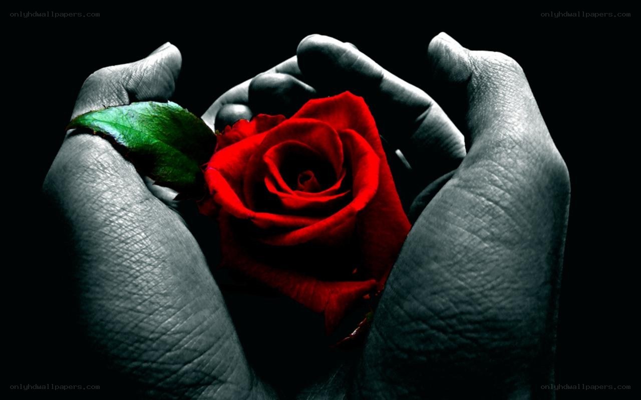 hands holding red rose