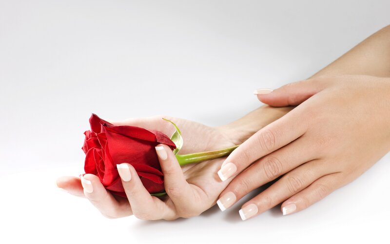 hands holding red rose