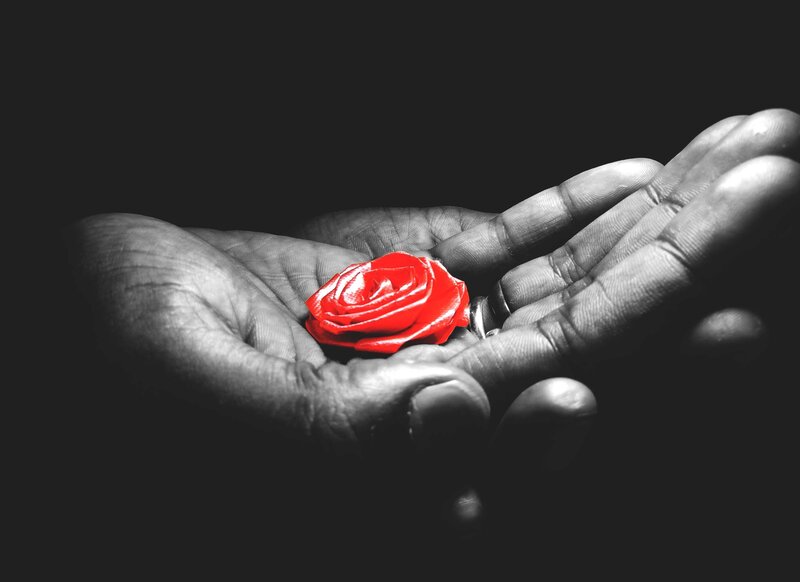 Hands Holding Red Rose — Black