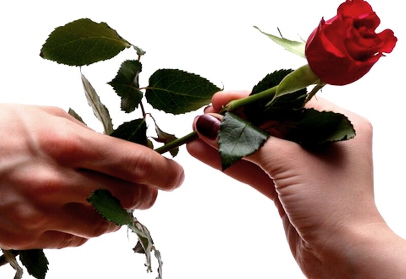 Hands Holding Red Rose — Calm, Photograph, Leaves