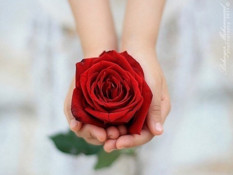 Hands Holding Red Rose — Calm, Photograph