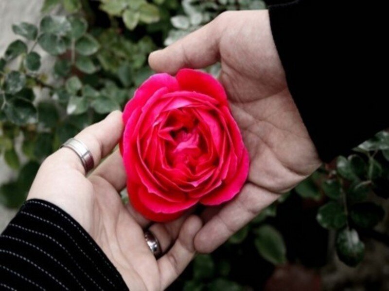 Hands Holding Red Rose — Calm