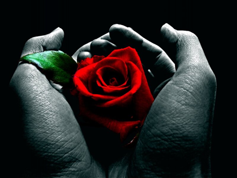 Hands Holding Red Rose — Dramatic, Night