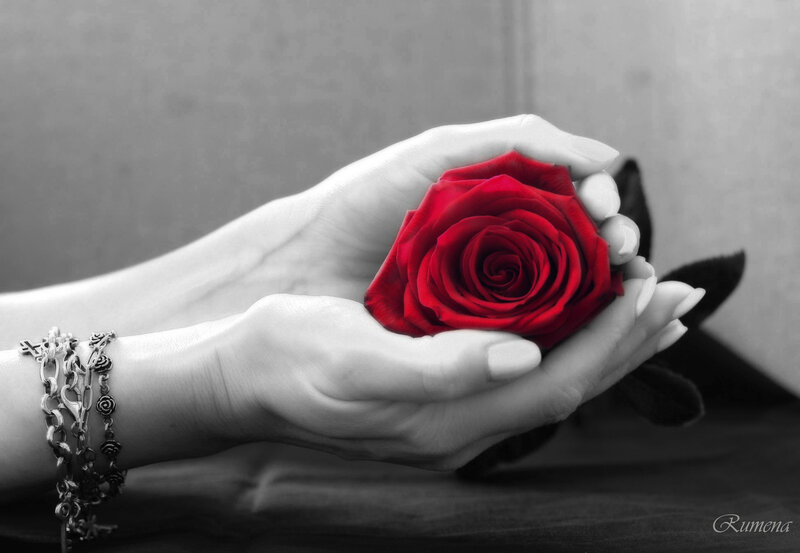 Hands Holding Red Rose — Dramatic, Photograph, Bracelet