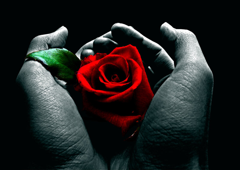 Hands Holding Red Rose — Dramatic, Photograph, Leaf, Black