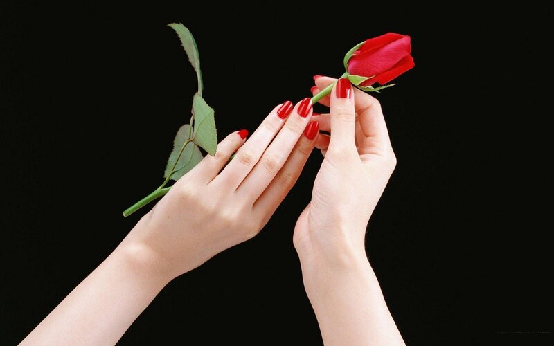 Hands Holding Red Rose — Dramatic, Photograph, Nails, Stem, Leaves, Black
