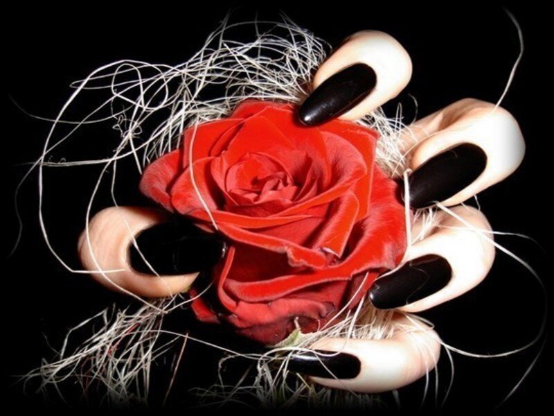 Hands Holding Red Rose — Dramatic, Photograph, Nails