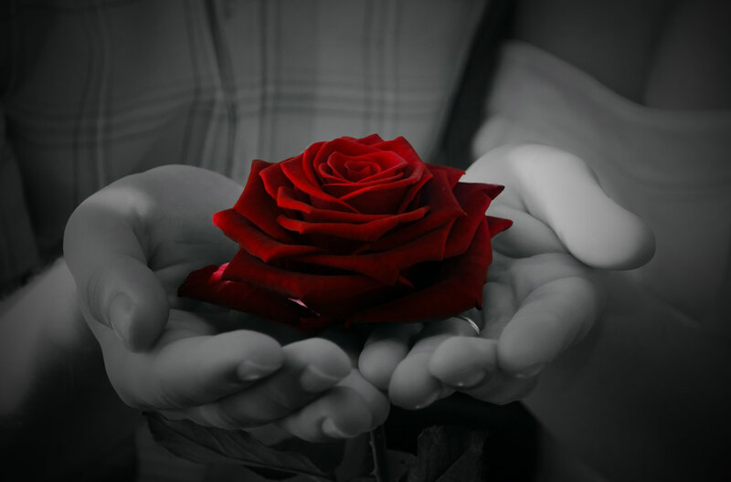 Hands Holding Red Rose — Dramatic, Photograph, Plaid Shirt