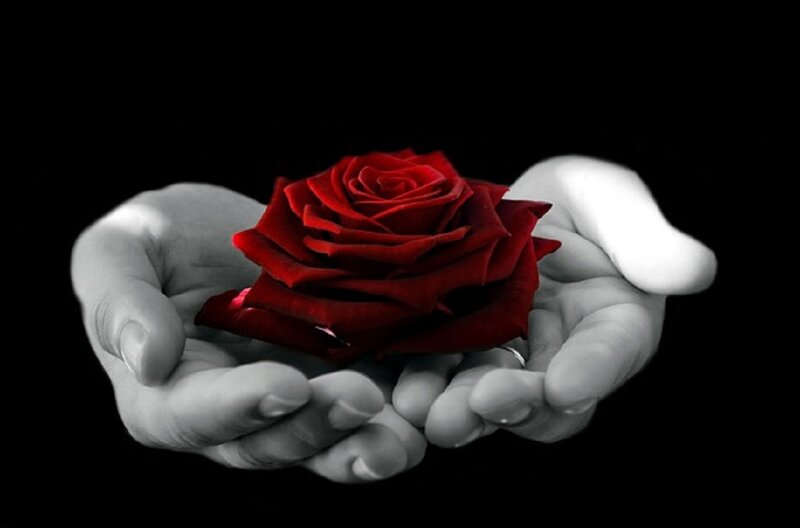 Hands Holding Red Rose — Dramatic, Photograph, Ring