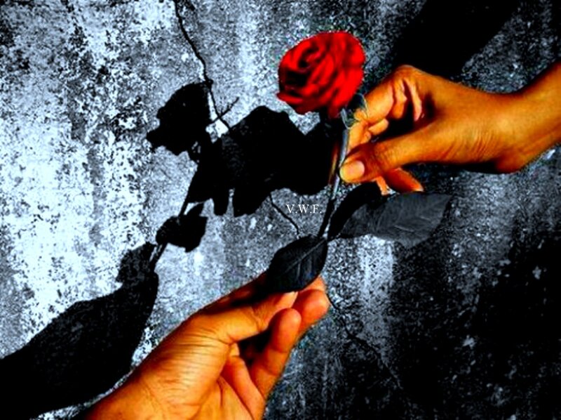 Hands Holding Red Rose — Dramatic, Photograph, Shadow