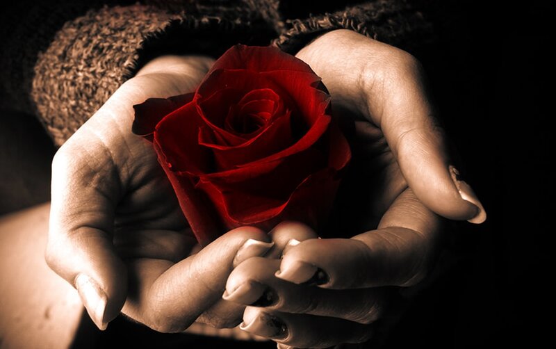 Hands Holding Red Rose — Dramatic, Photograph, Sweater