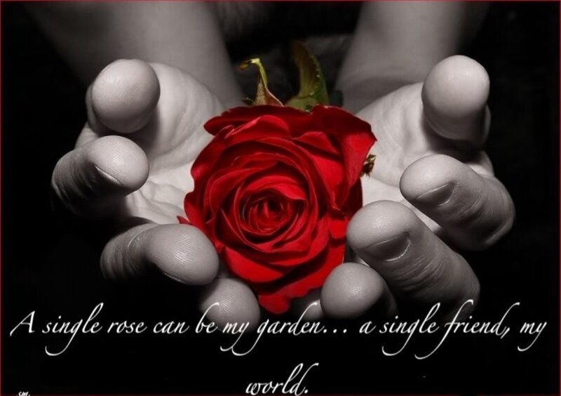Hands Holding Red Rose — Dramatic, Photograph, Text