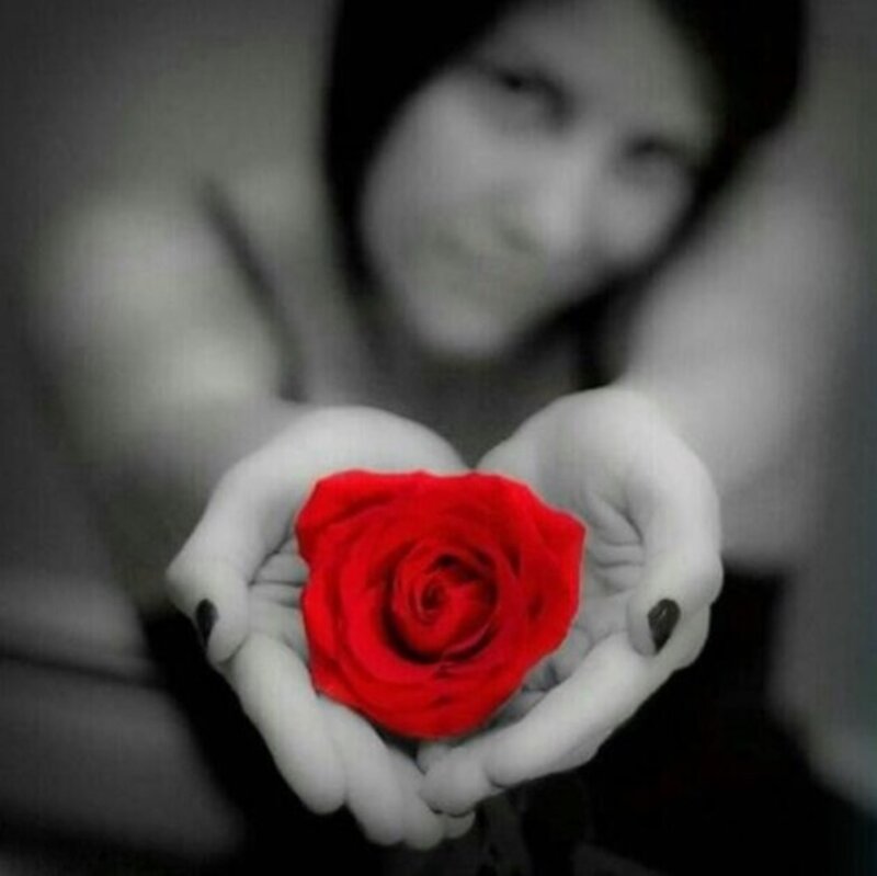 Hands Holding Red Rose — Romantic, Photograph, Person