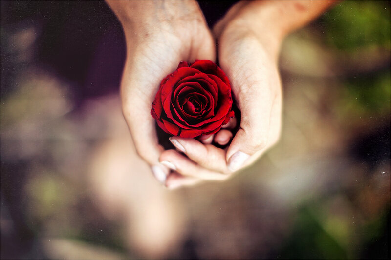 Hands Holding Red Rose — Serene, Photograph