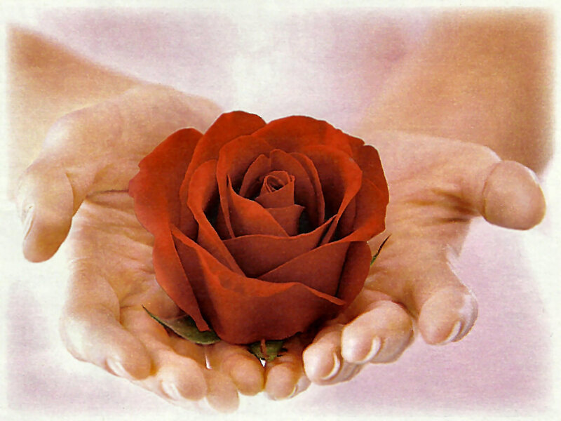 Hands Holding Red Rose — Serene