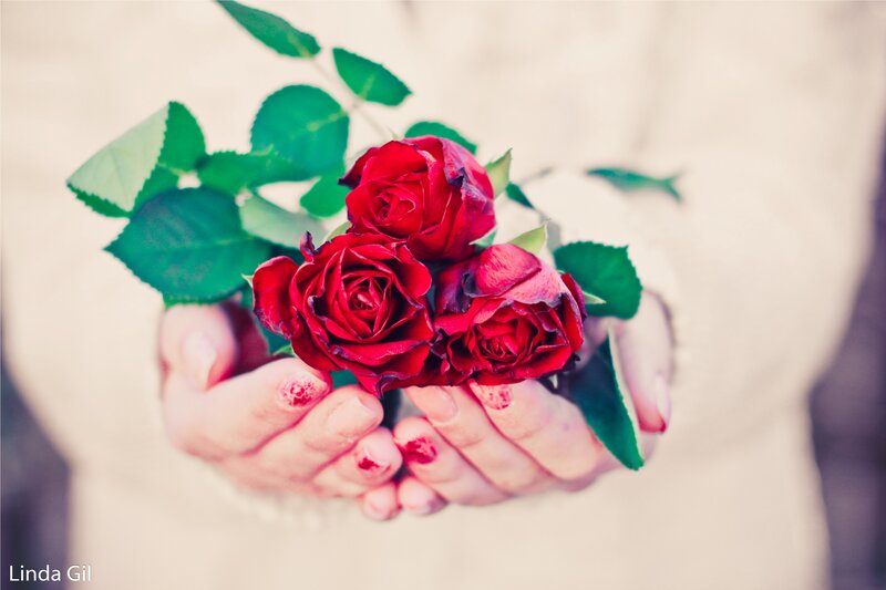 Hands Holding Red Roses — Calm