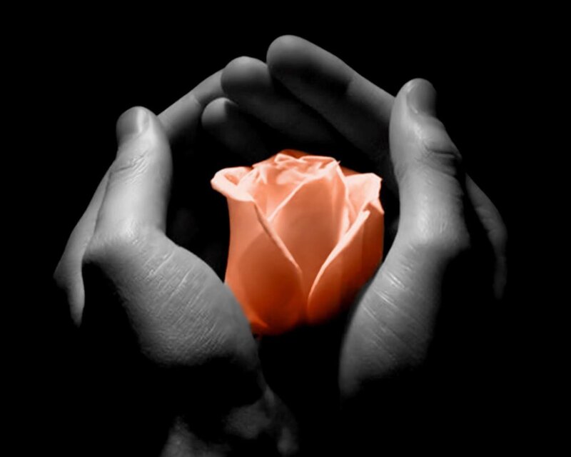 Hands Holding Rose — Black, Dramatic, Photograph