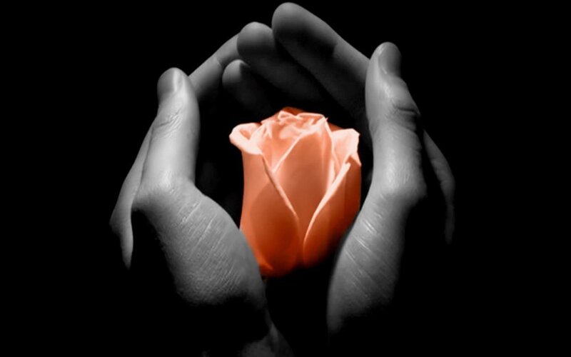 Hands Holding Rose — Black