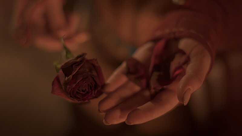 Hands Holding Rose Petals — Brown