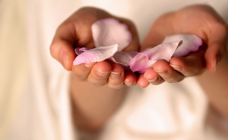Hands Holding Rose Petals — Pink
