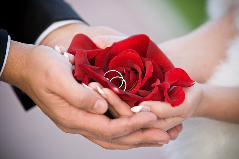 Hands Holding Rose Petals — Red, Romantic