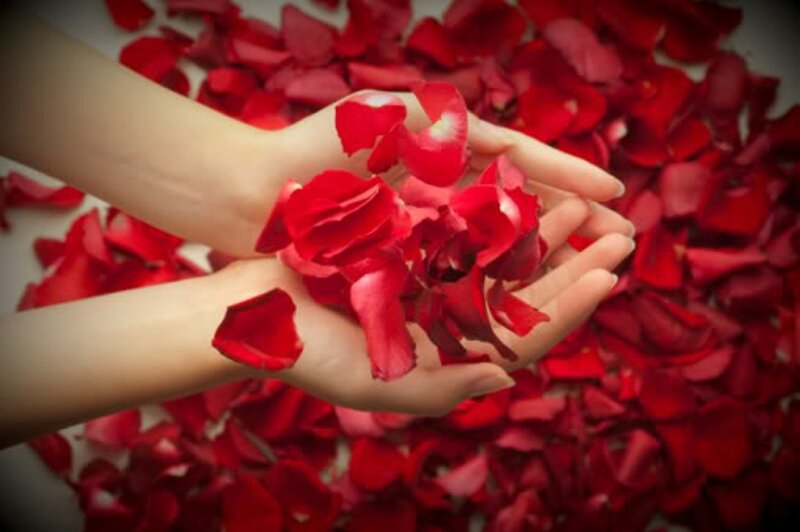 Hands Holding Rose Petals — Red