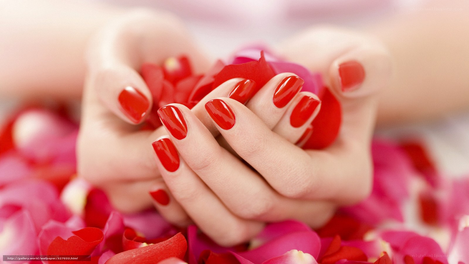 hands holding rose petals
