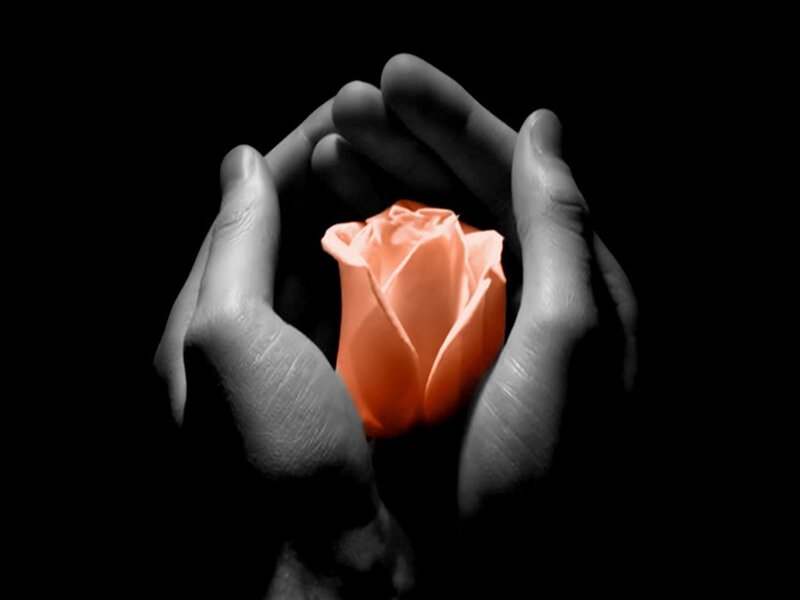 Hands Holding Rose — Photograph