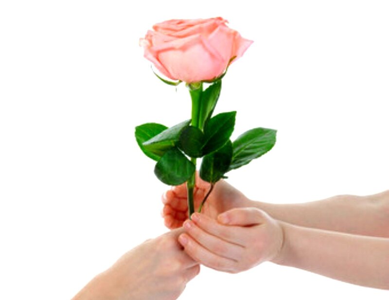 Hands Holding Rose — Pink