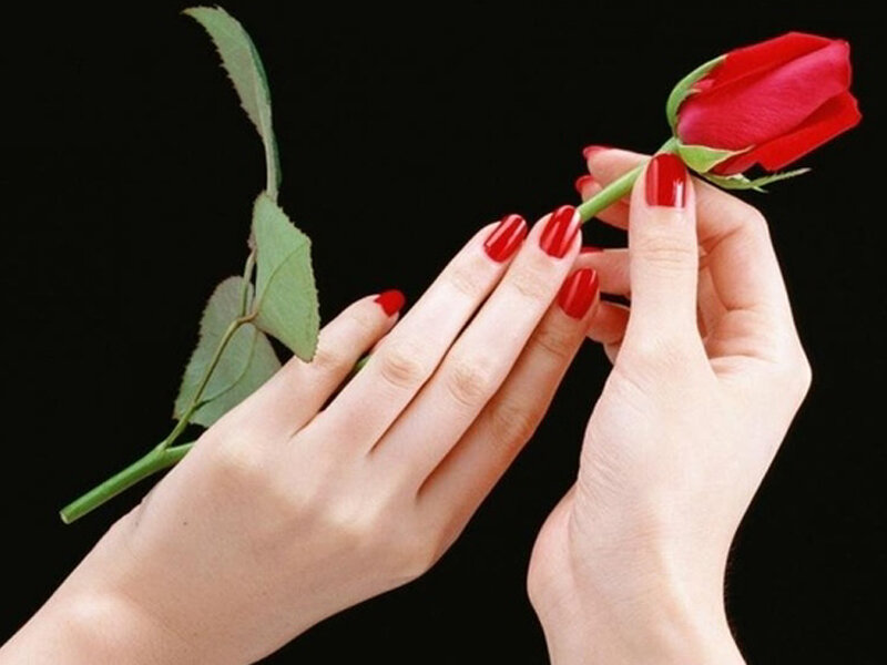Hands Holding Rose — Red, Dramatic