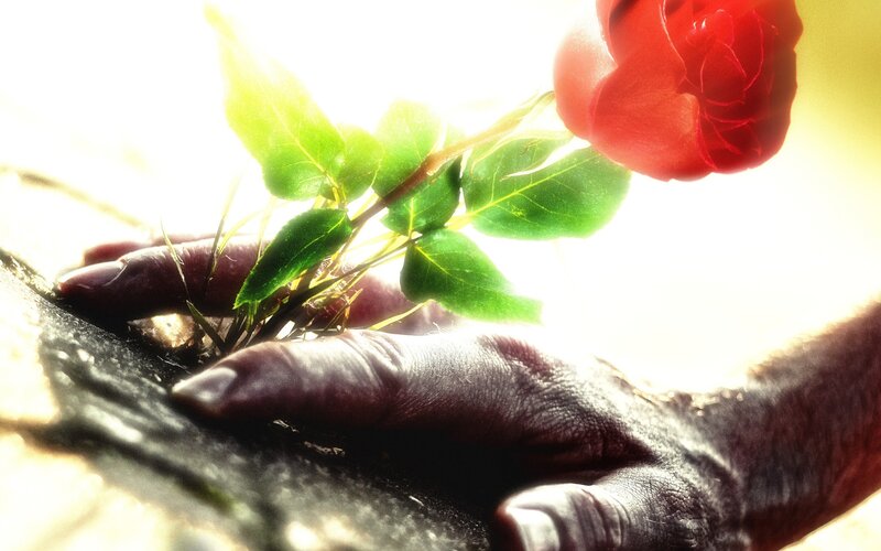 Hands Holding Rose — Red, Serene