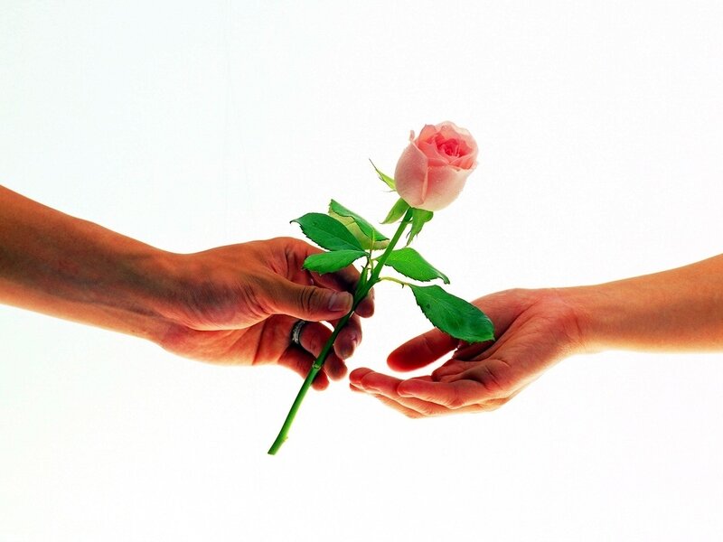 Hands Holding Rose — White