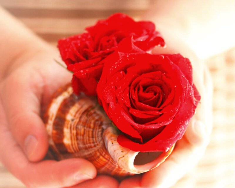 Hands Holding Roses and Shell